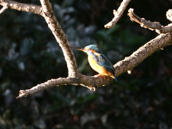 Common Kingfisher 庄和総合公園 Tue, 11/14/2023