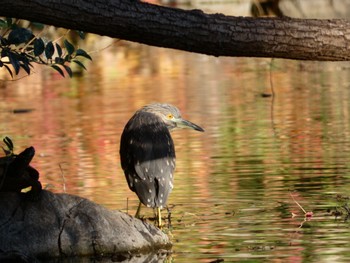 Black-crowned Night Heron 庄和総合公園 Tue, 11/14/2023