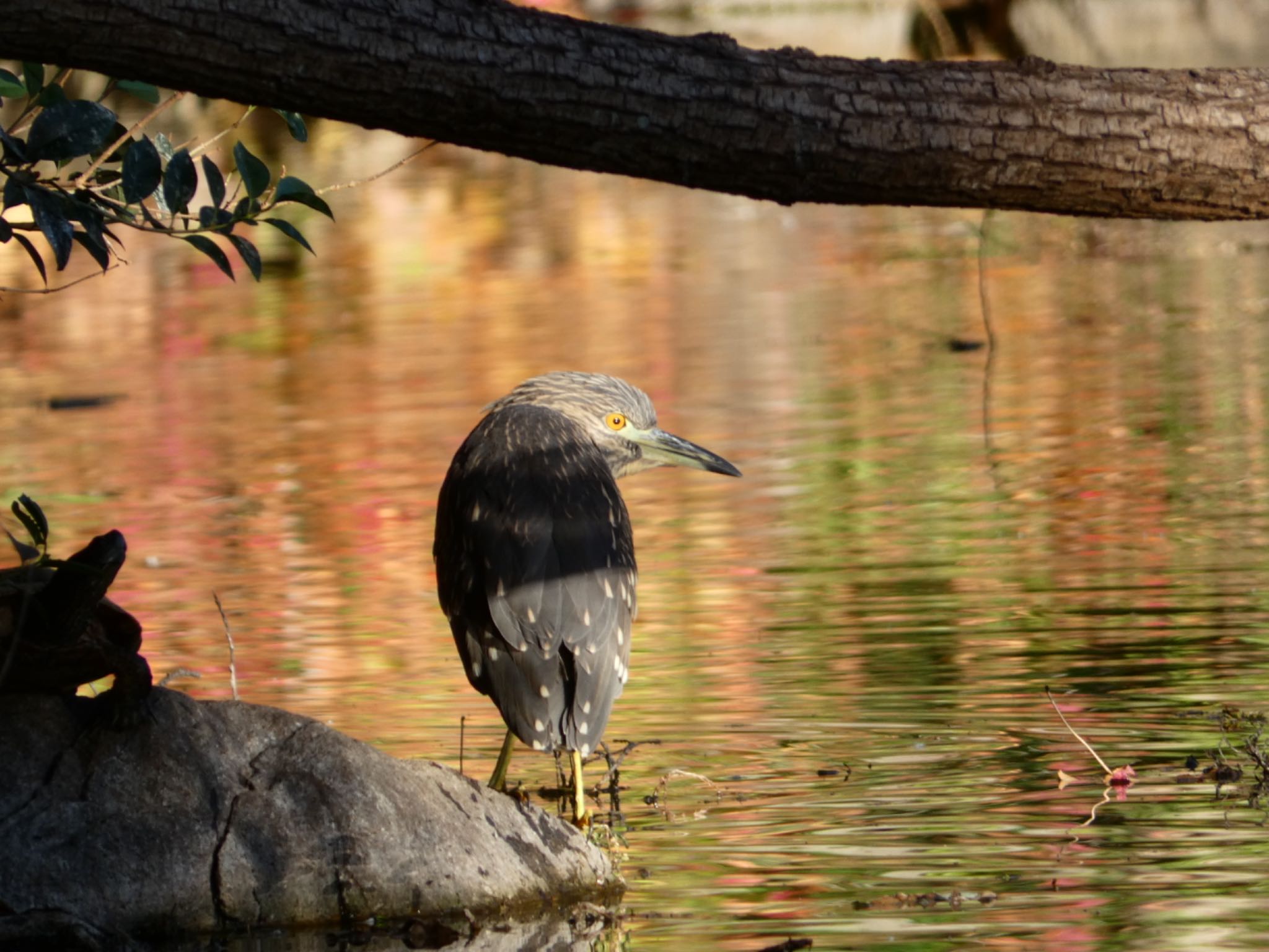 Photo of Black-crowned Night Heron at 庄和総合公園 by sol51