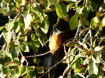 Common Kingfisher 庄和総合公園 Tue, 11/14/2023