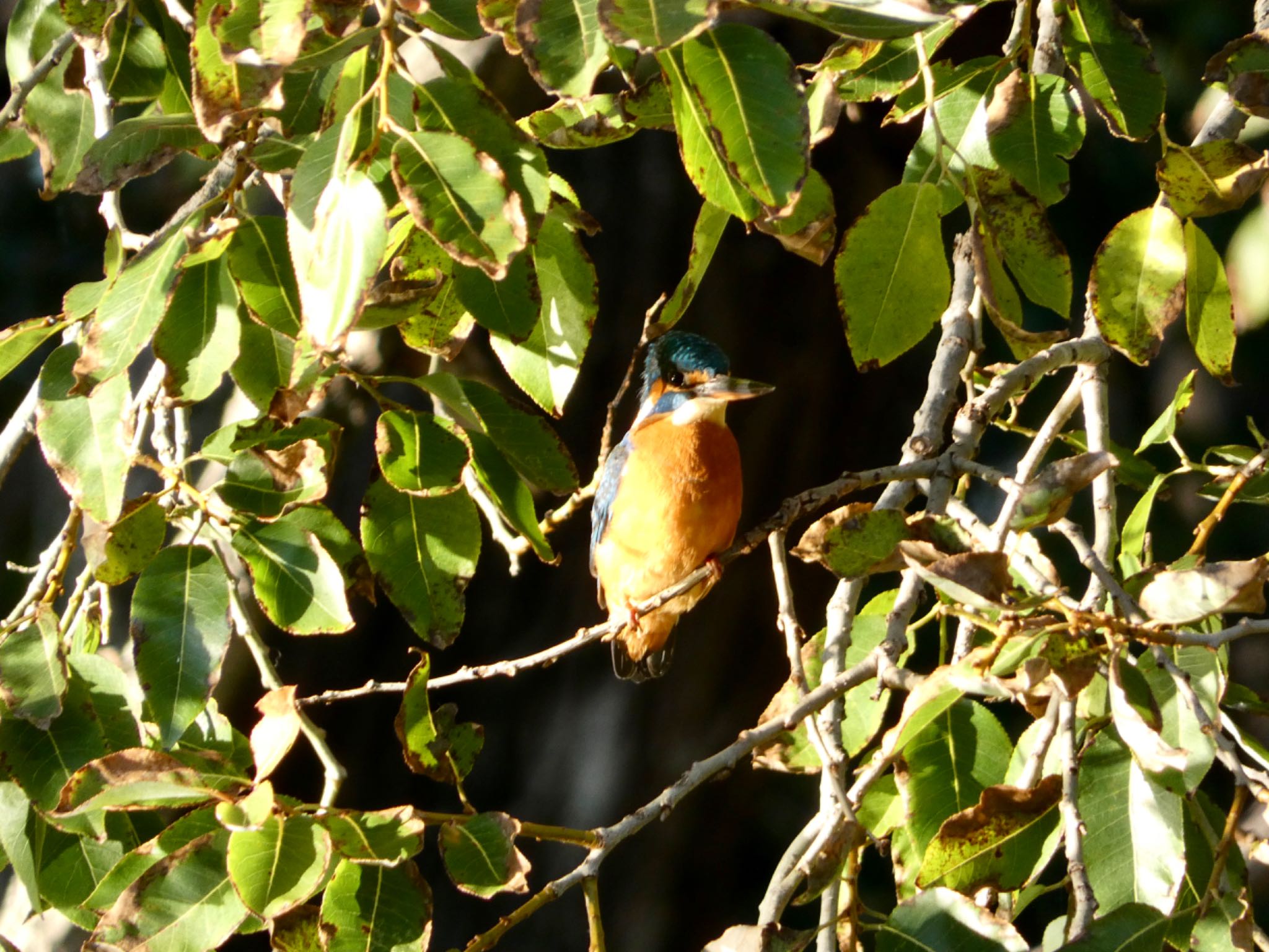 Photo of Common Kingfisher at 庄和総合公園 by sol51