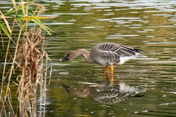 Taiga Bean Goose 境川遊水地公園 Wed, 11/15/2023