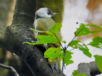 2023年11月15日(水) 明治神宮の野鳥観察記録