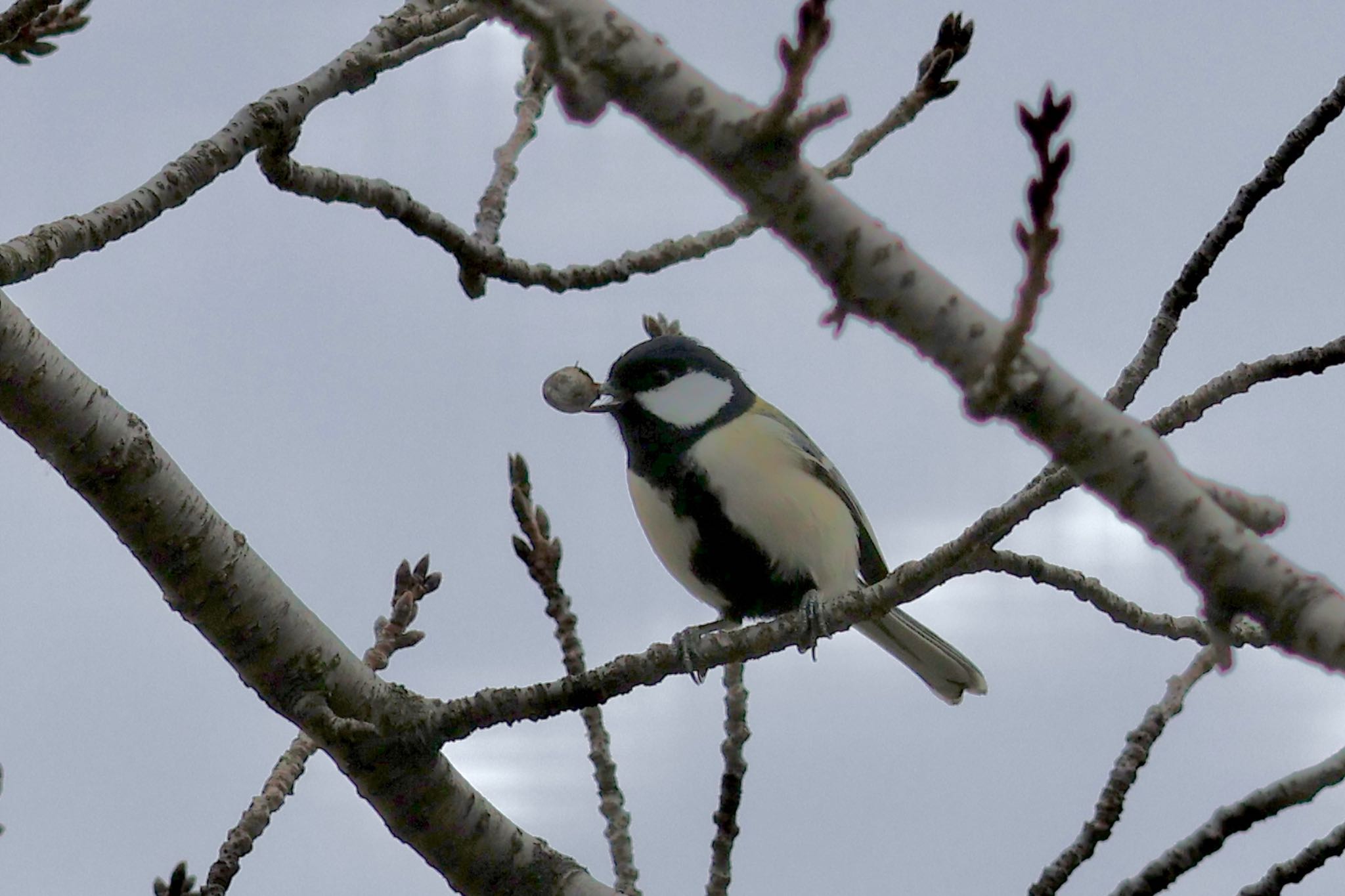 Japanese Tit