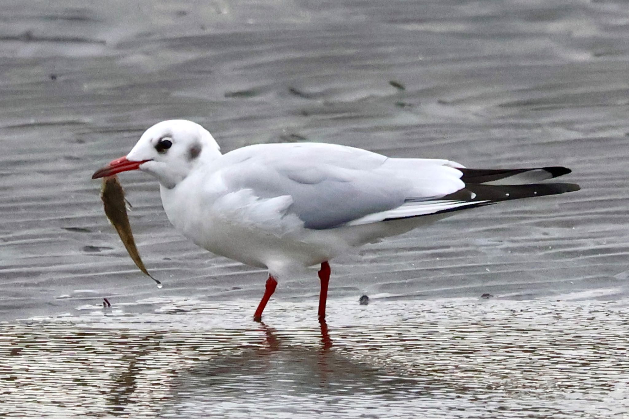 Black-headed Gull