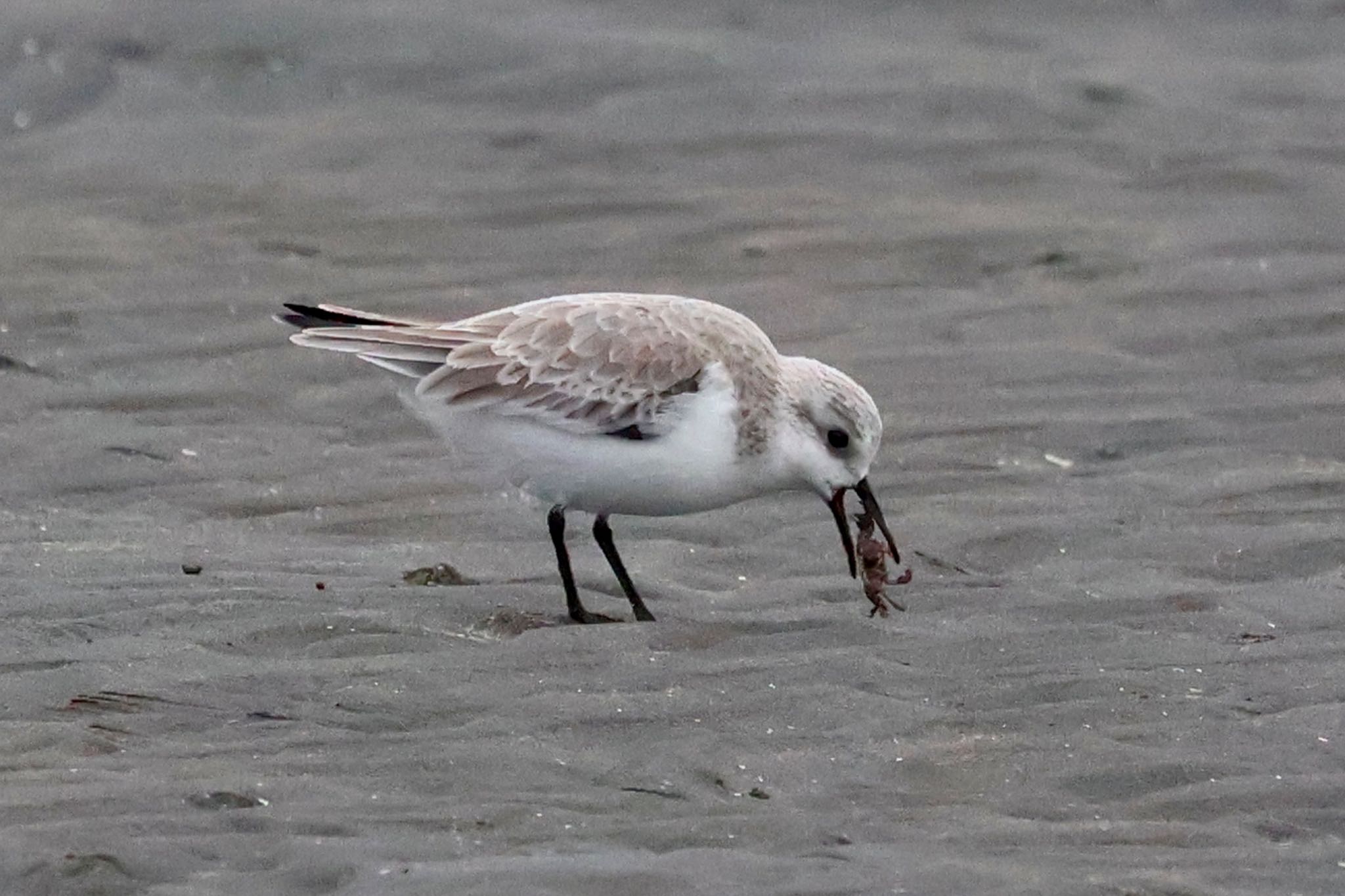 Sanderling