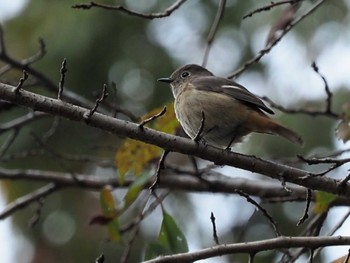 Daurian Redstart 長野県小原宿 Sat, 11/11/2023