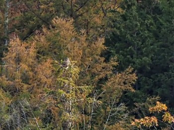 Eastern Buzzard 松本市川路天竜川河川敷 Sun, 11/12/2023