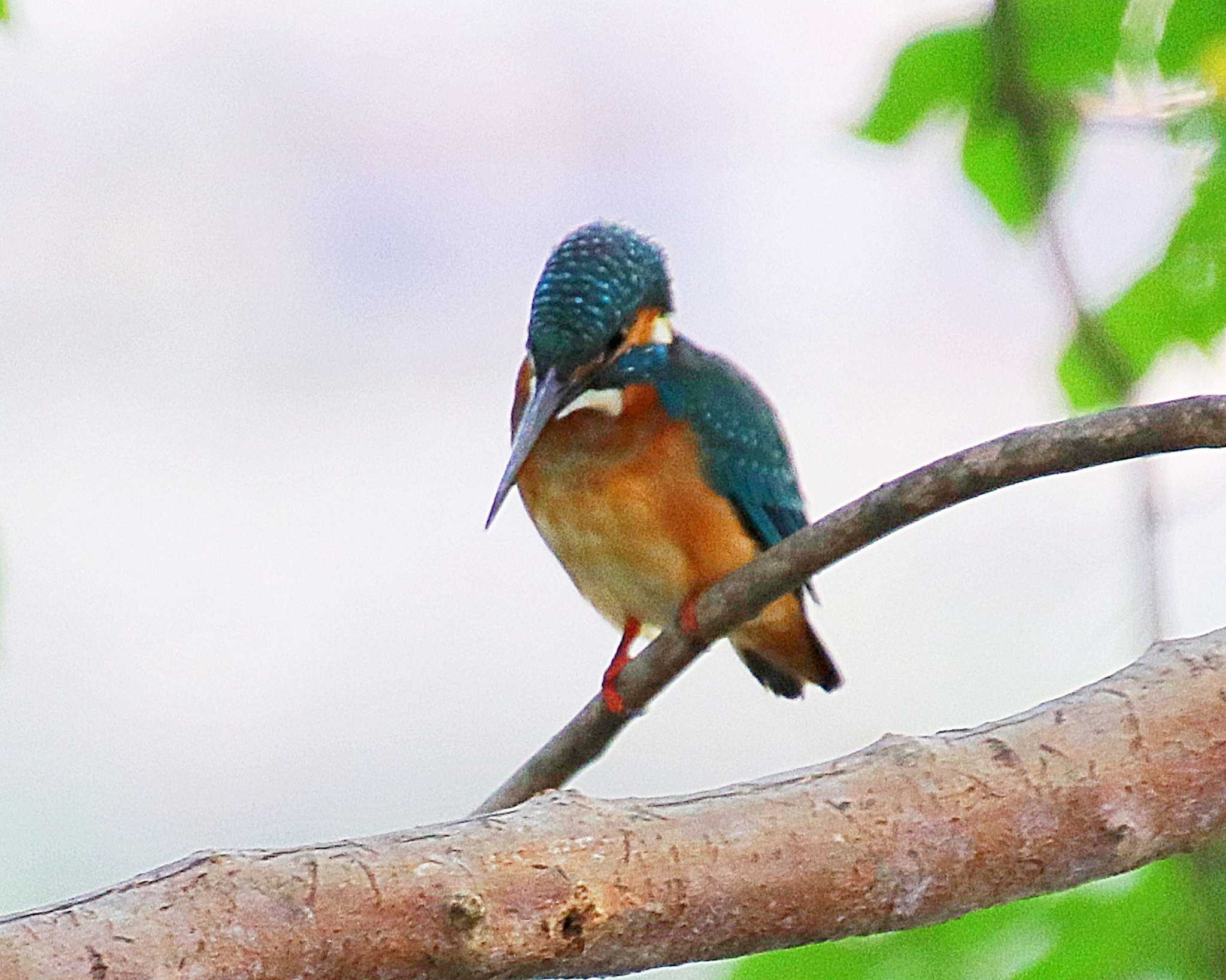 長居公園植物園 カワセミの写真