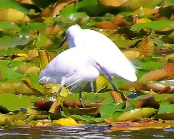 コサギ 長居公園植物園 2023年11月14日(火)