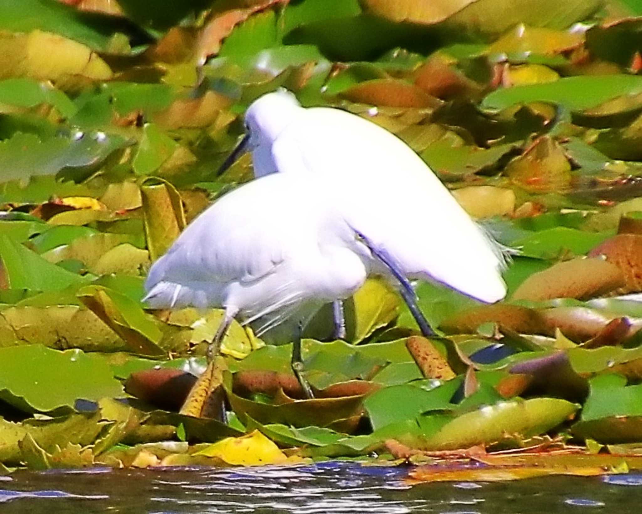 長居公園植物園 コサギの写真