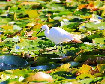 コサギ 長居公園植物園 2023年11月14日(火)