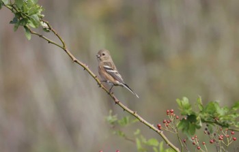 Siberian Long-tailed Rosefinch 和歌山市 Tue, 11/14/2023