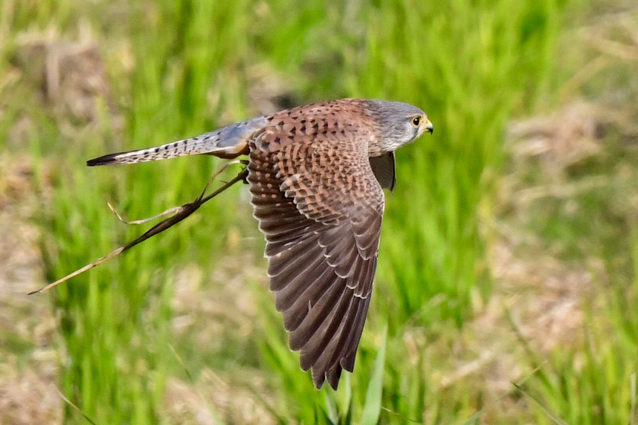 福岡市 チョウゲンボウの写真 by にょろちょろ