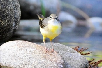 Grey Wagtail 河川環境楽園 Wed, 11/15/2023