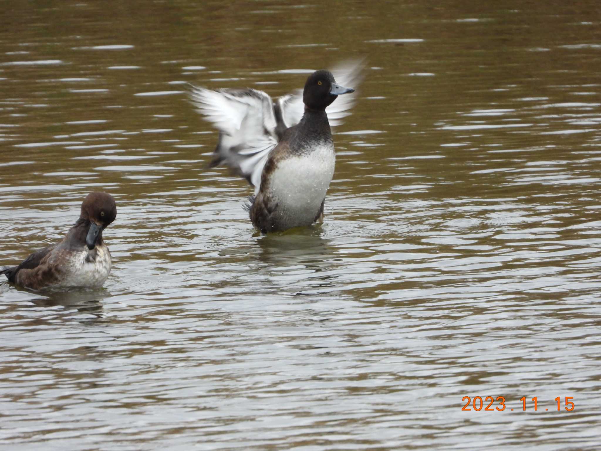 葛西臨海公園 キンクロハジロの写真