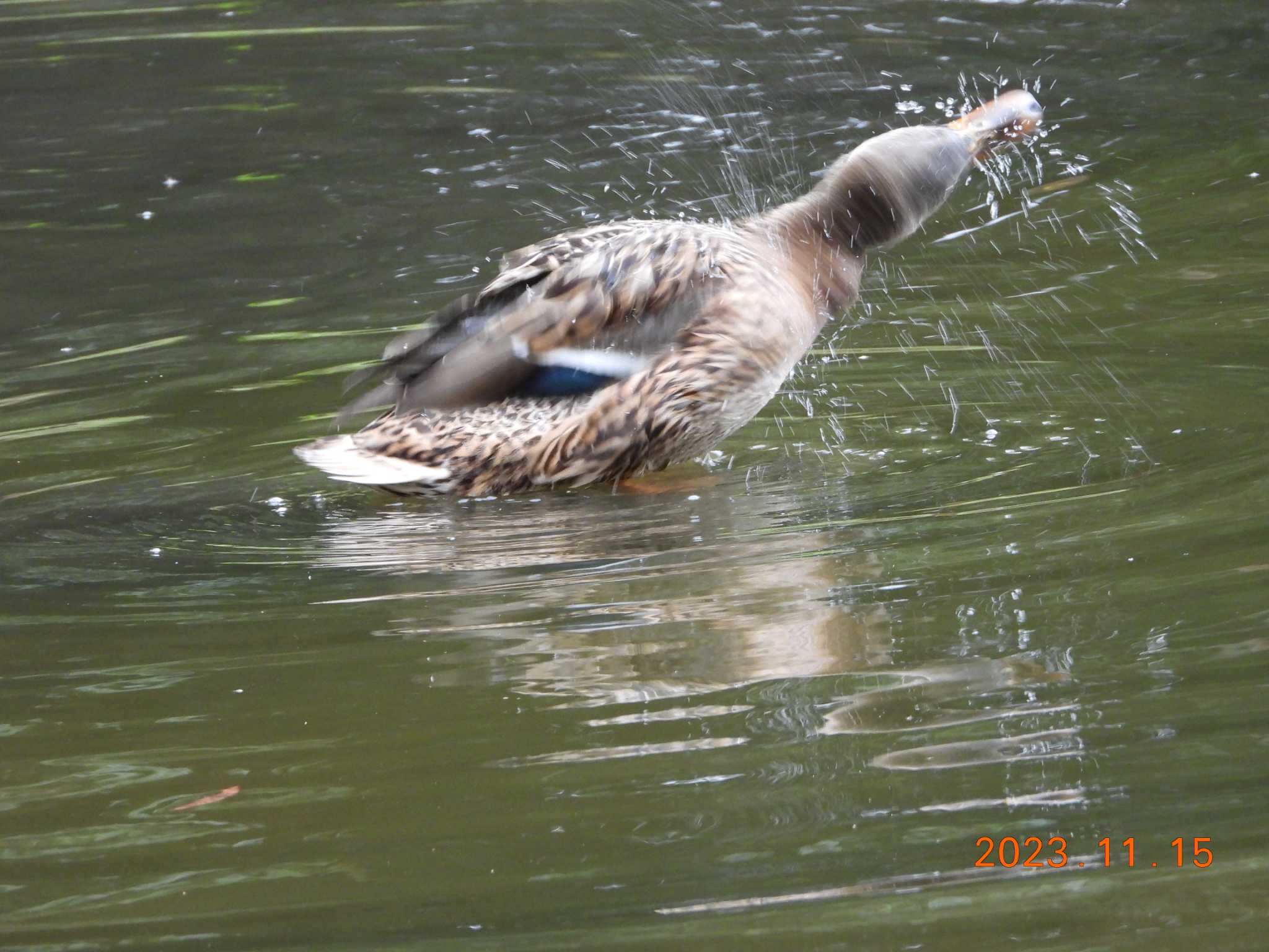 葛西臨海公園 マガモの写真