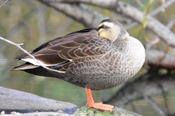 Eastern Spot-billed Duck 河川環境楽園 Wed, 11/15/2023