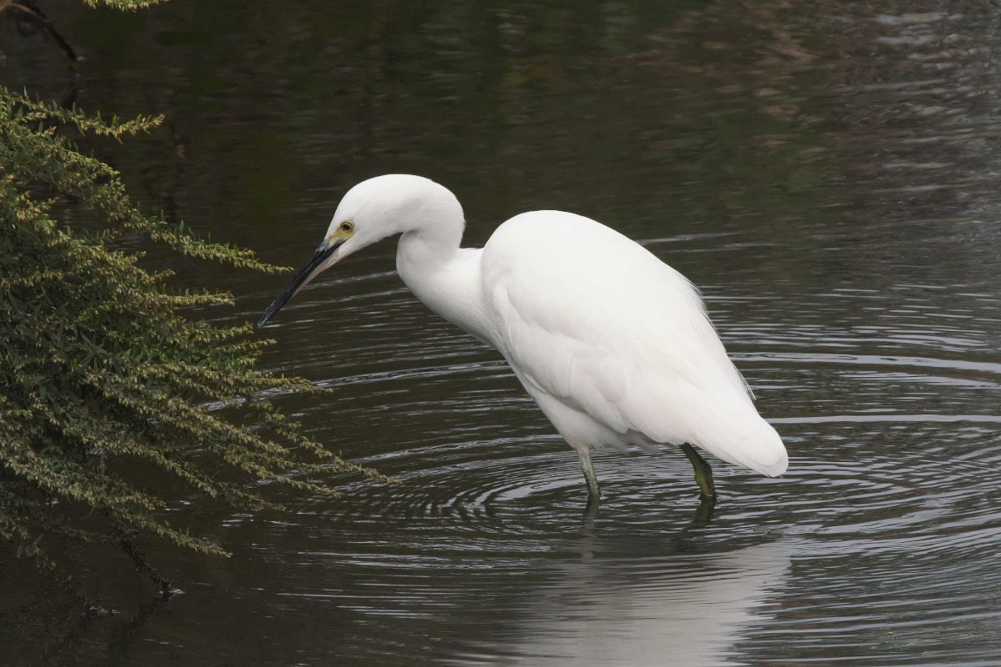 Little Egret