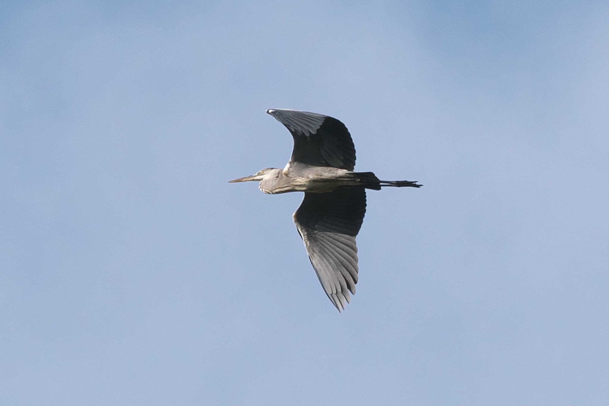 Grey Heron