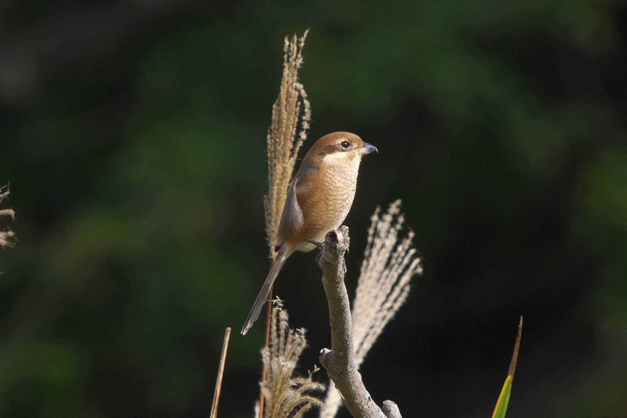 Bull-headed Shrike