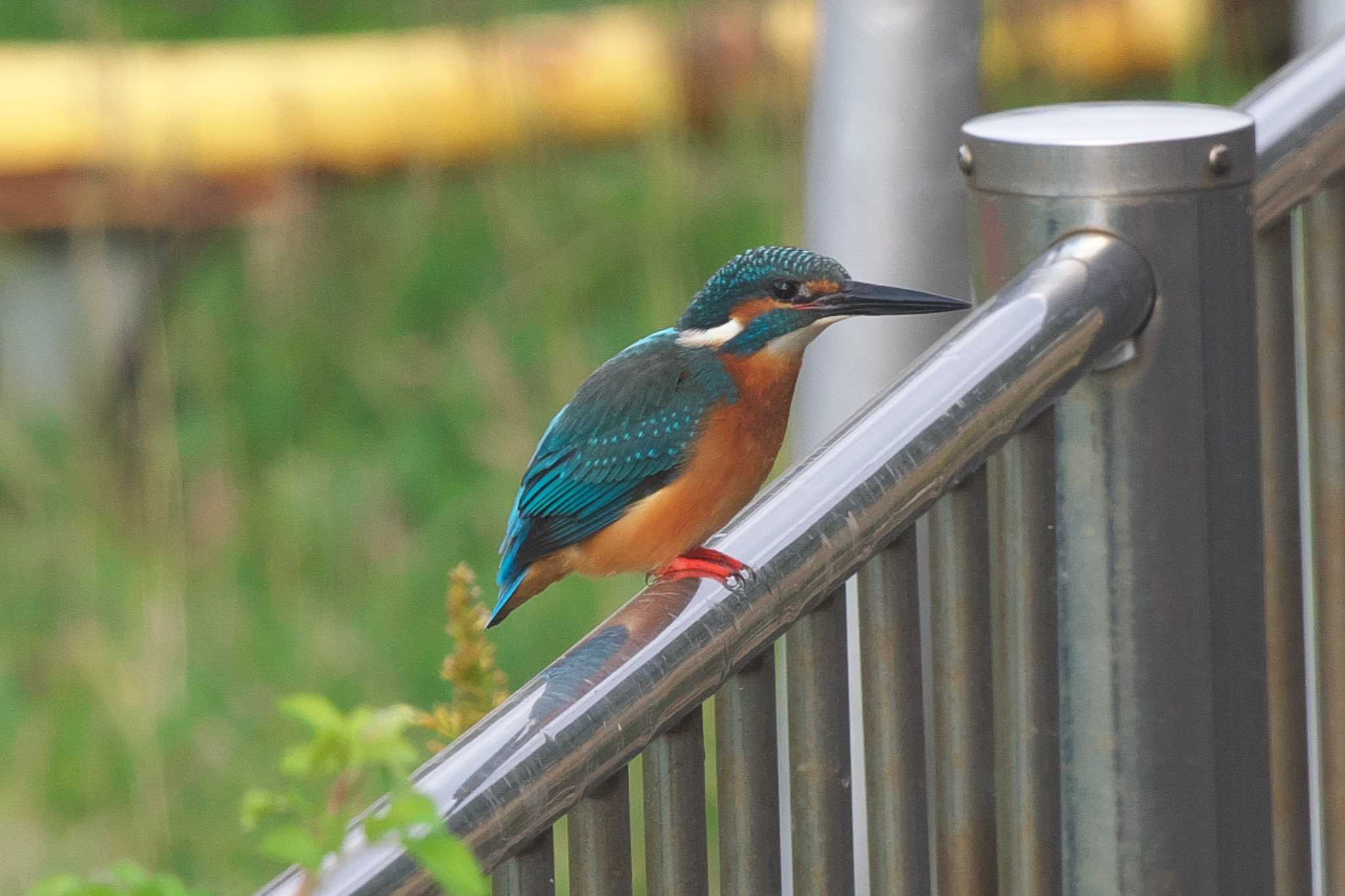 池子の森自然公園 カワセミの写真