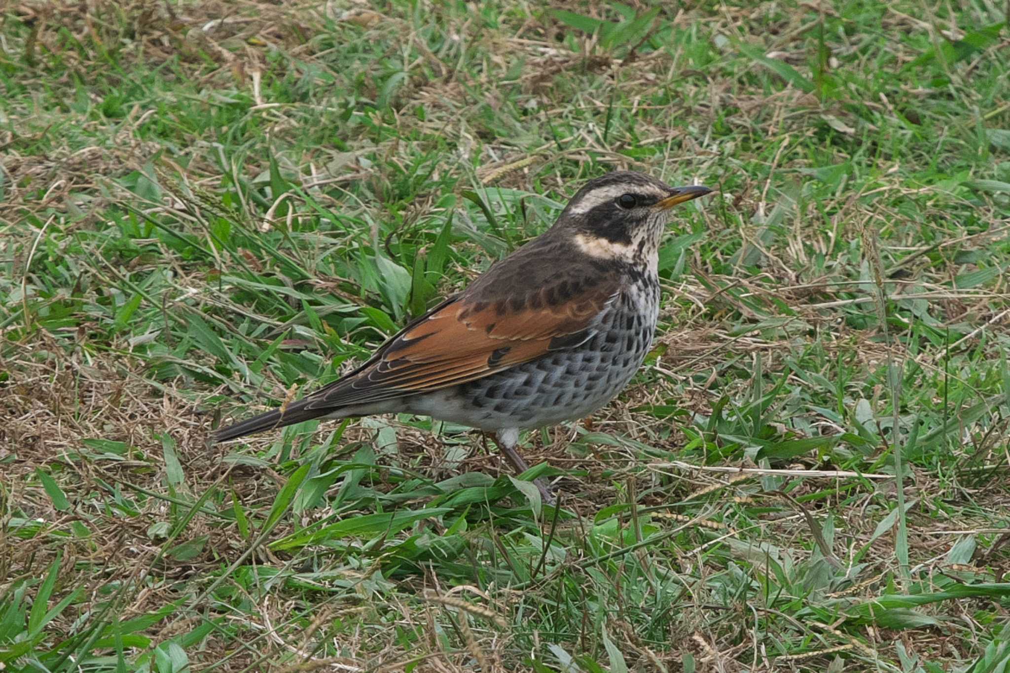 池子の森自然公園 ツグミの写真