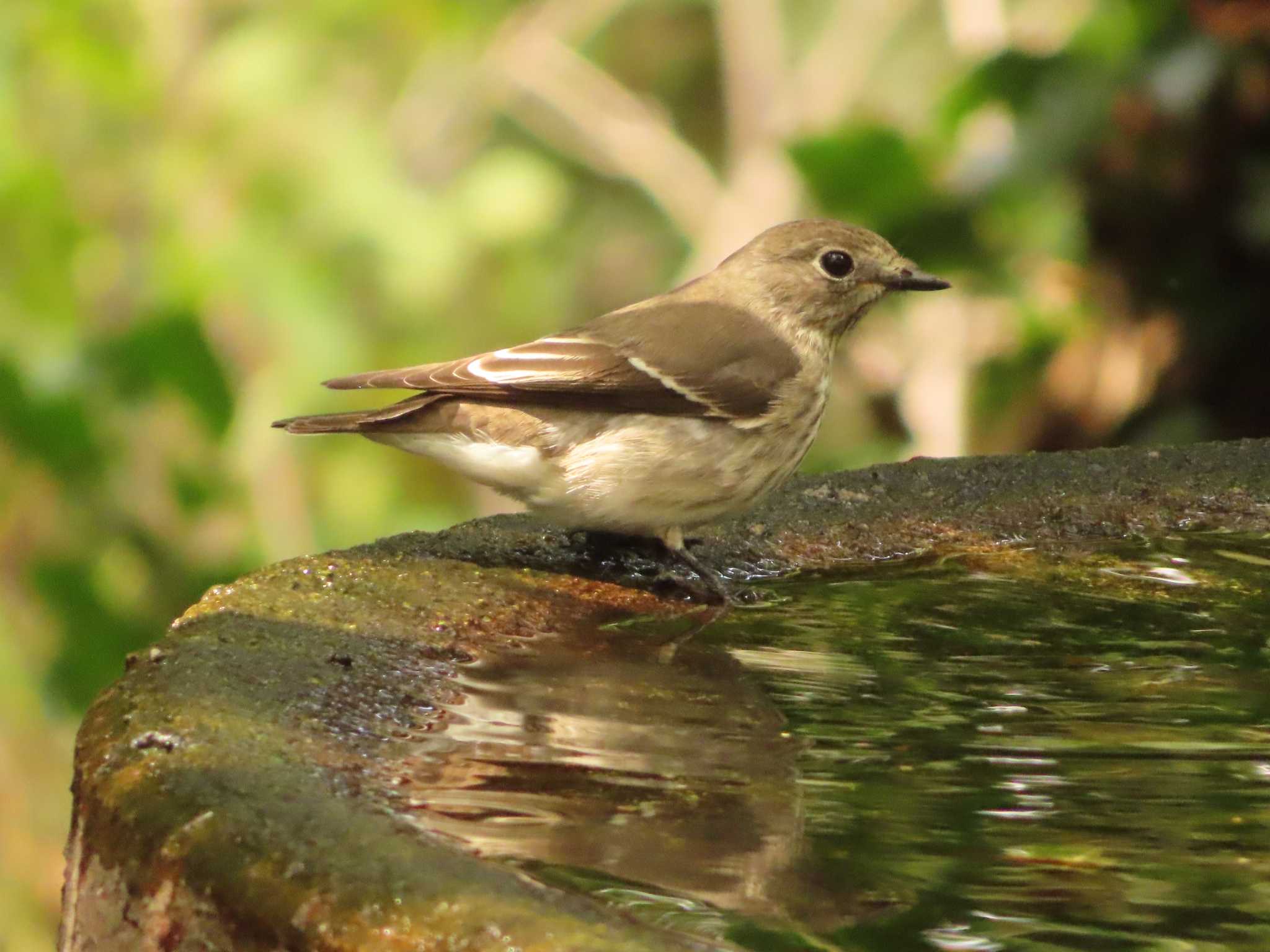 Grey-streaked Flycatcher