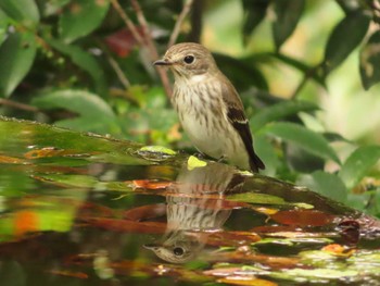 Grey-streaked Flycatcher 権現山(弘法山公園) Sun, 10/1/2023