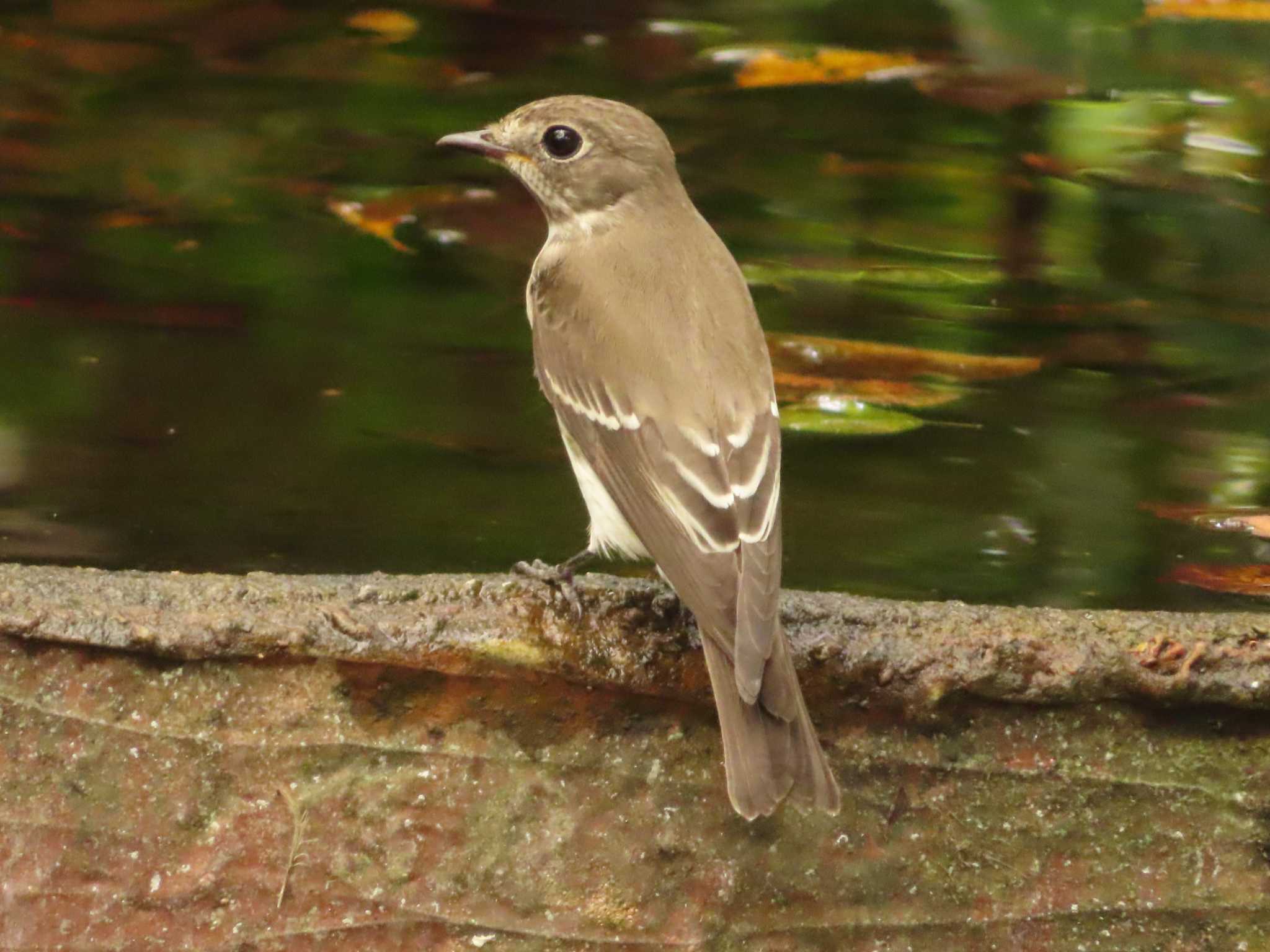 Grey-streaked Flycatcher