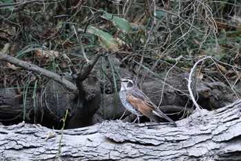 Dusky Thrush 秋ヶ瀬公園(ピクニックの森) Wed, 11/15/2023