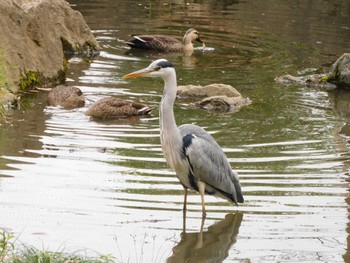 2023年11月15日(水) 平和の森公園、妙正寺川の野鳥観察記録