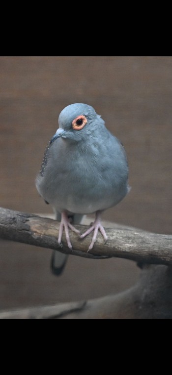 ウスユキバト キャンベルタウン野鳥の森 2023年11月14日(火)