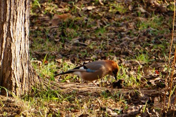 Eurasian Jay Lake Utonai Wed, 11/15/2023