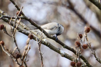 Marsh Tit ウトナイ湖;北海道 Wed, 11/15/2023