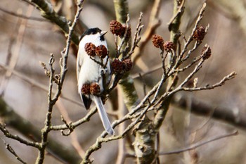 Marsh Tit ウトナイ湖;北海道 Wed, 11/15/2023