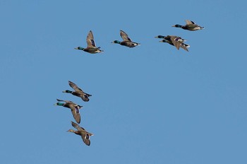 Mallard 愛知県 Wed, 11/8/2023