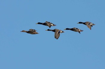 Mallard 愛知県 Wed, 11/8/2023