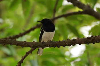 Oriental Magpie-Robin 大安森林公園 Sat, 11/11/2023