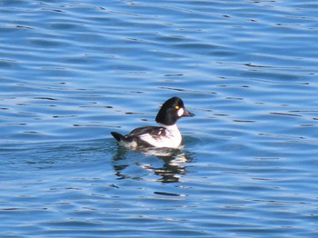 2023年11月15日(水) 志津川湾の野鳥観察記録