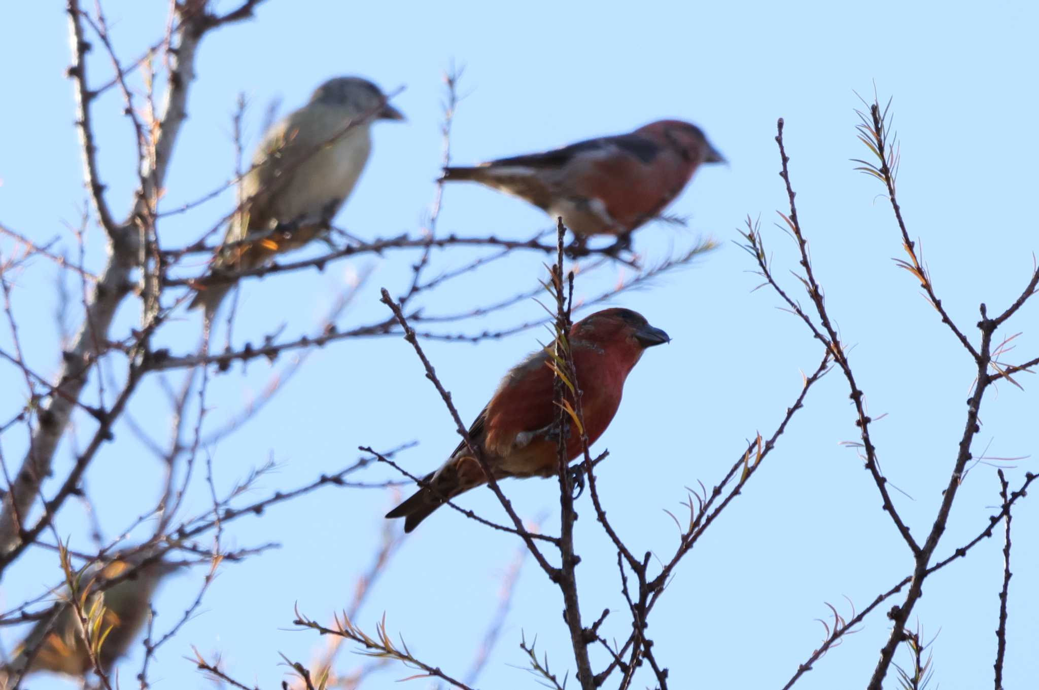 Red Crossbill