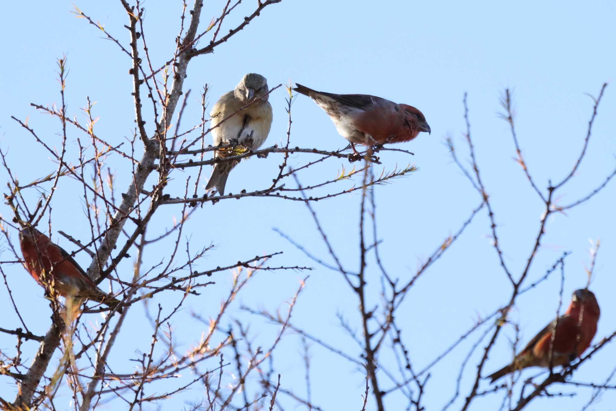 Red Crossbill