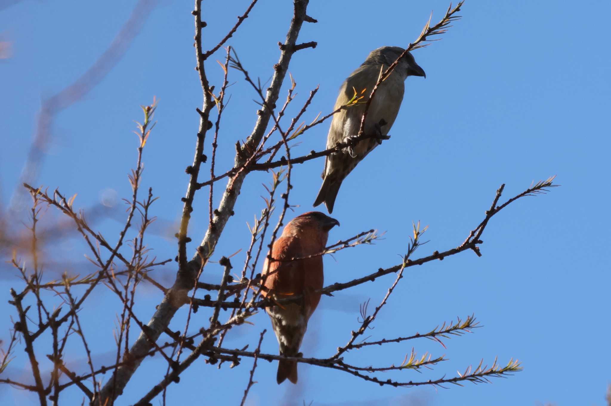 Red Crossbill