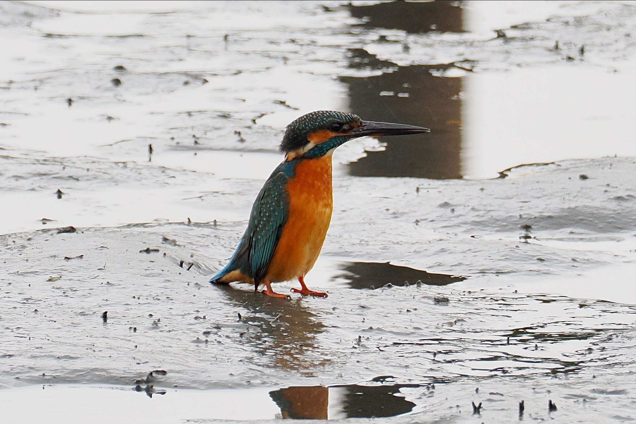 東京港野鳥公園 カワセミの写真