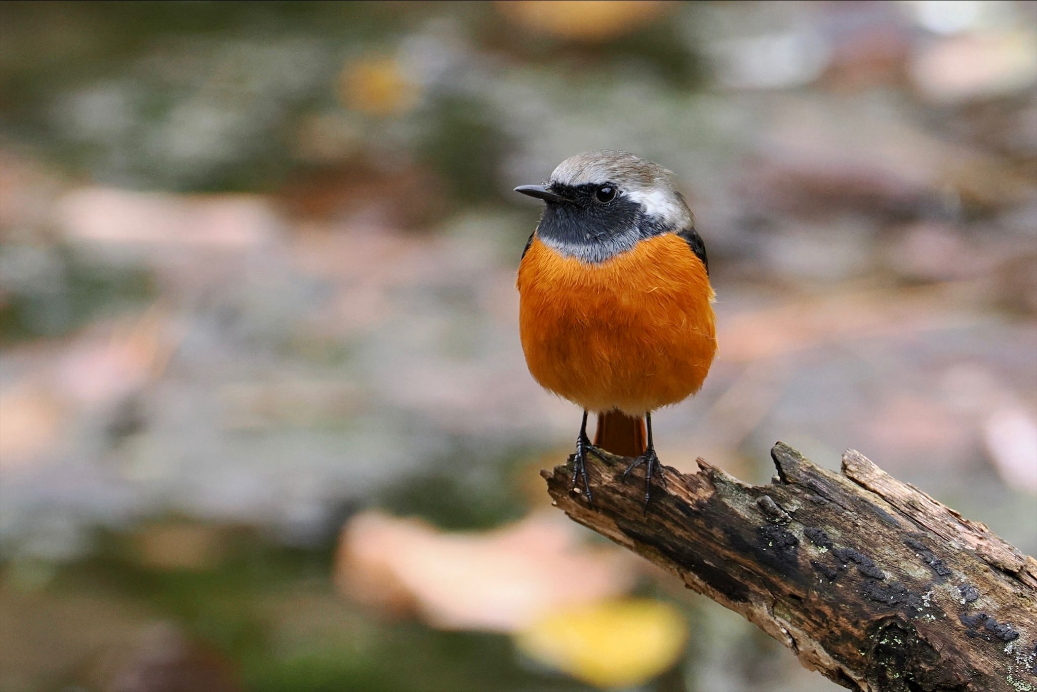 東京港野鳥公園 ジョウビタキの写真