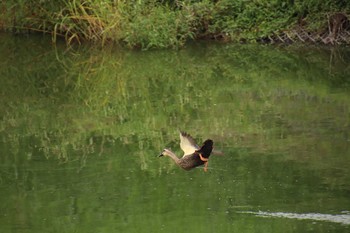 カルガモ 埼玉県　某調整池 2018年9月24日(月)