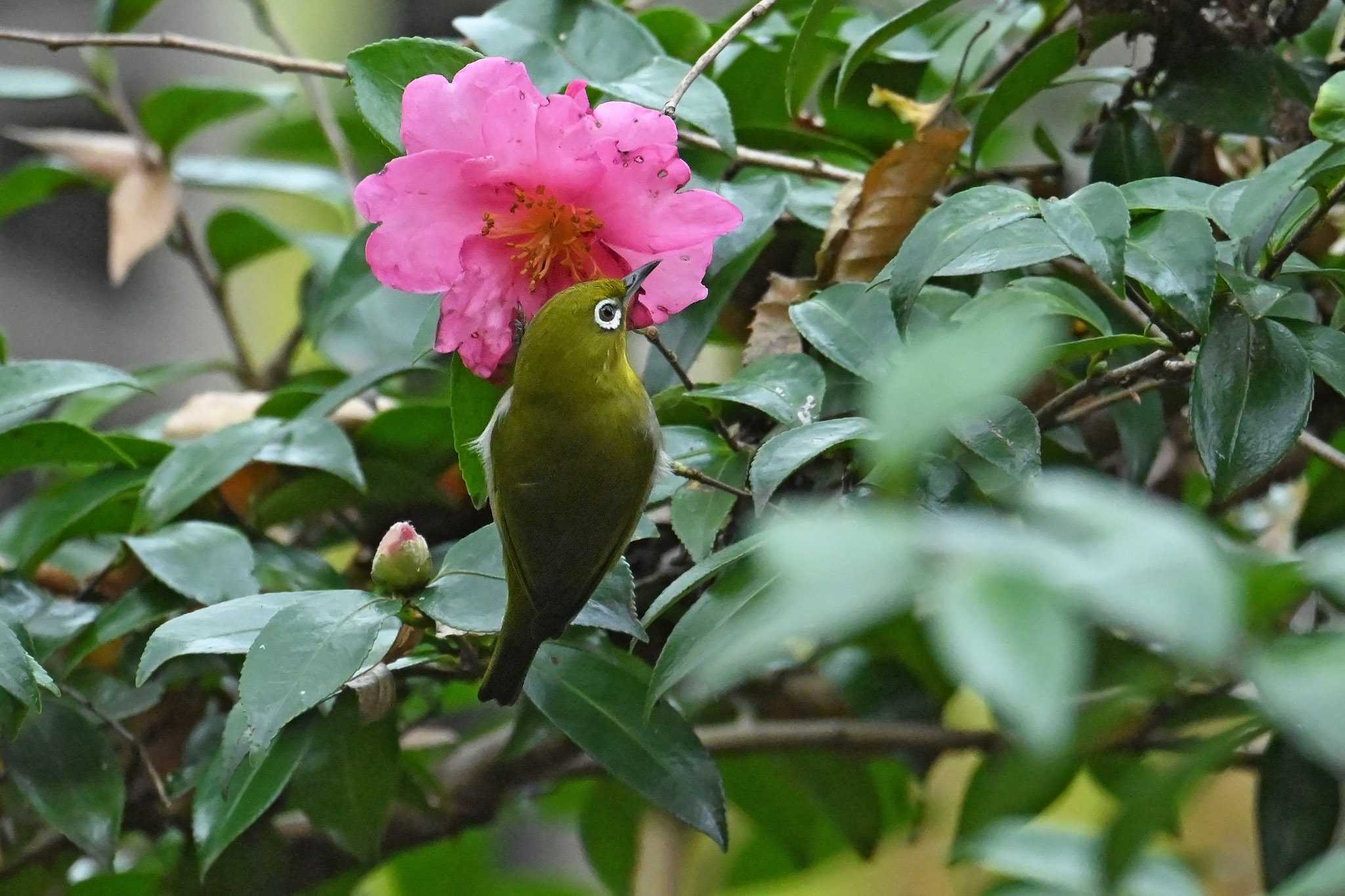 サザンカ？の蜜をを舐めるメジロん😋