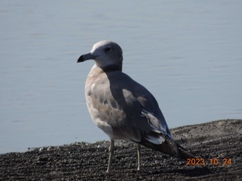 ウミネコ 船橋海浜公園 2023年10月24日(火)