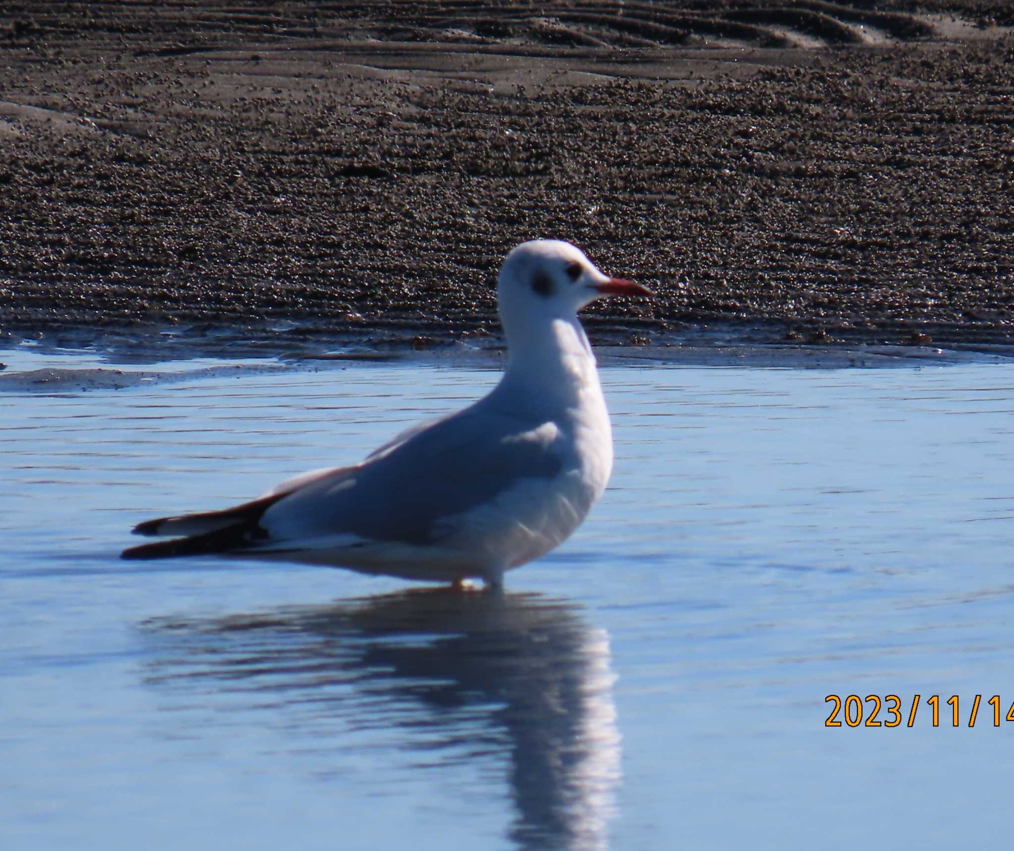 船橋海浜公園 ユリカモメの写真