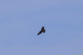 Crested Honey Buzzard 室蘭 Sat, 9/16/2023